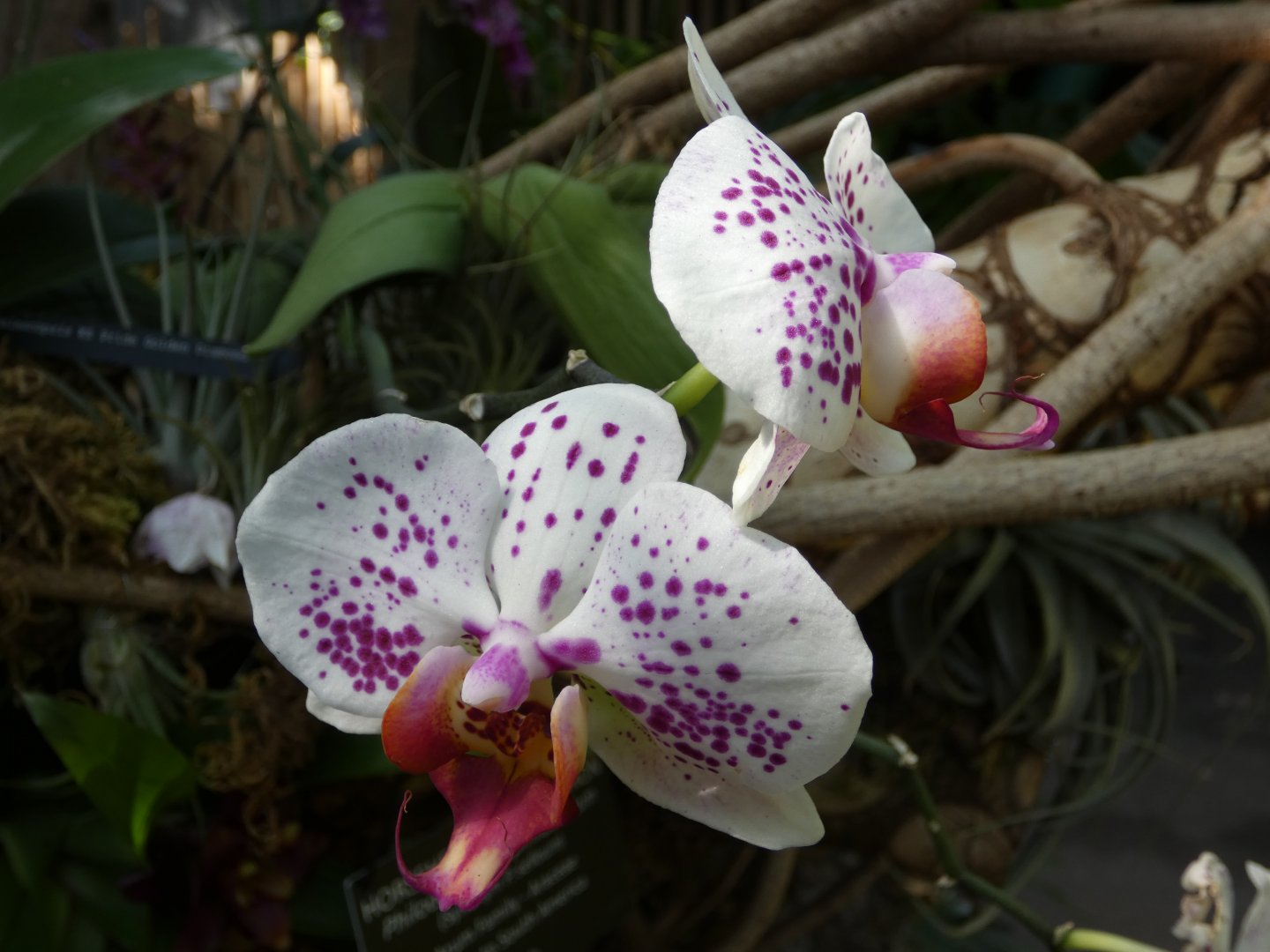Moth orchid