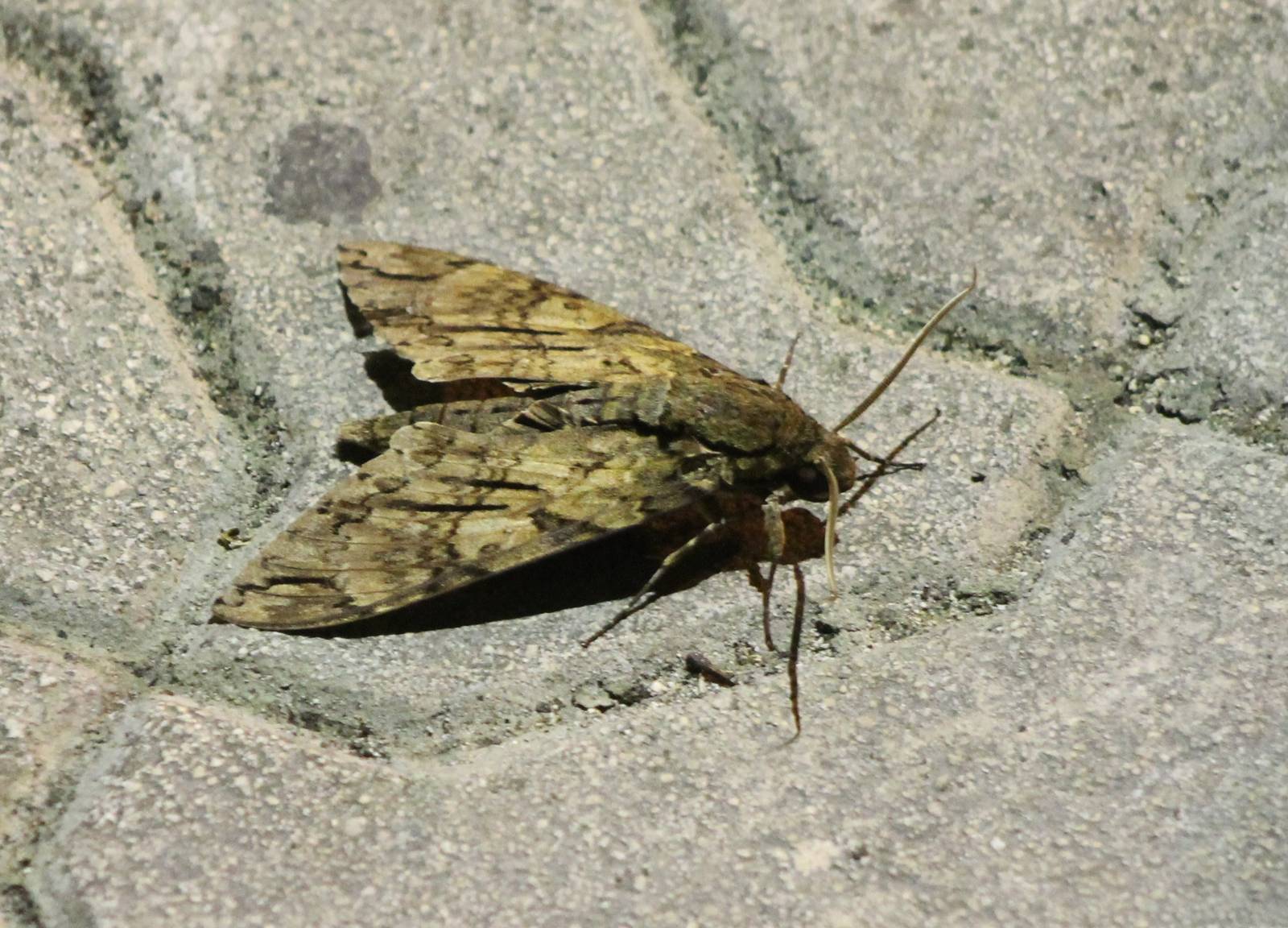Moth species id