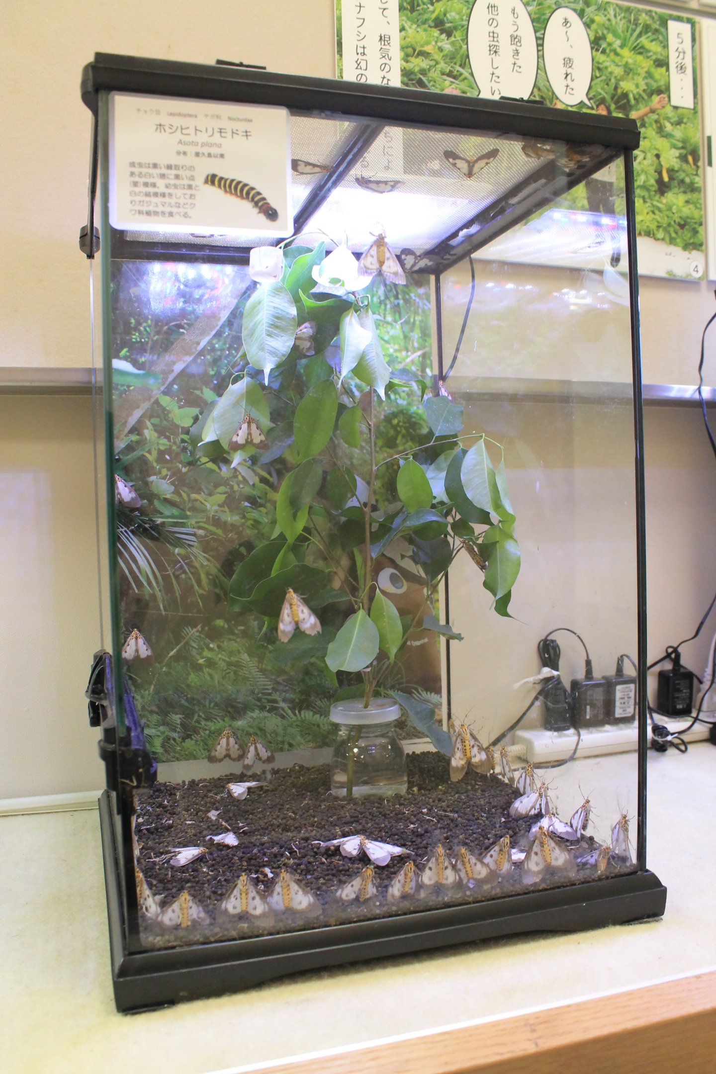 moth terrarium - Minoh Park Insect Museum (Osaka)