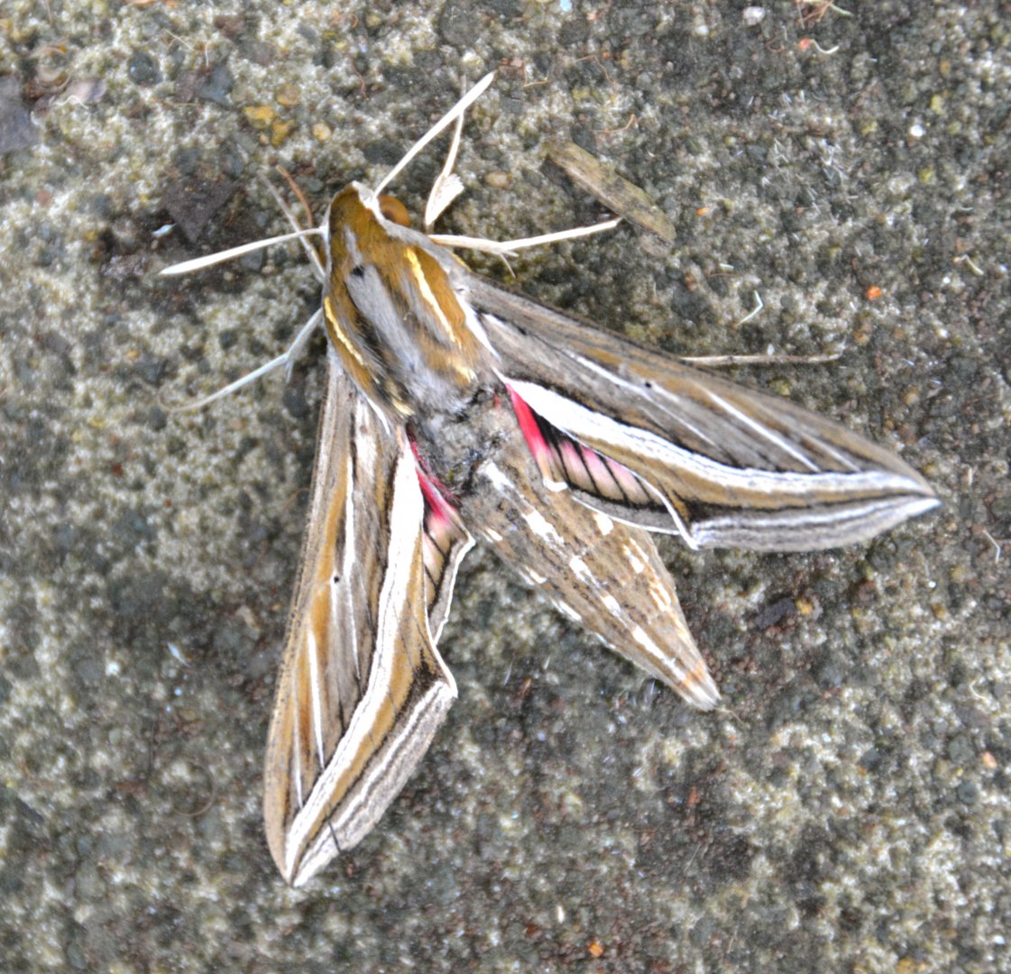 Moth unknown species
