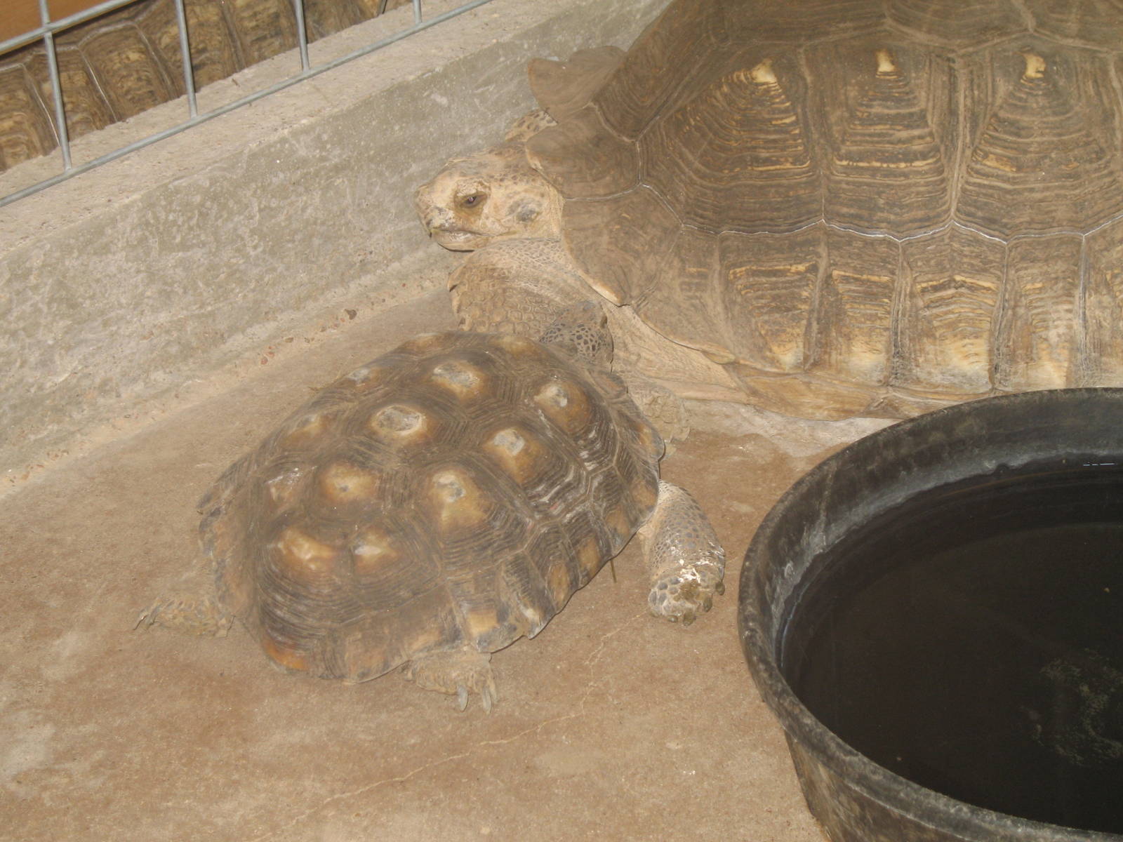 Mother and baby African Spurred Tortoise