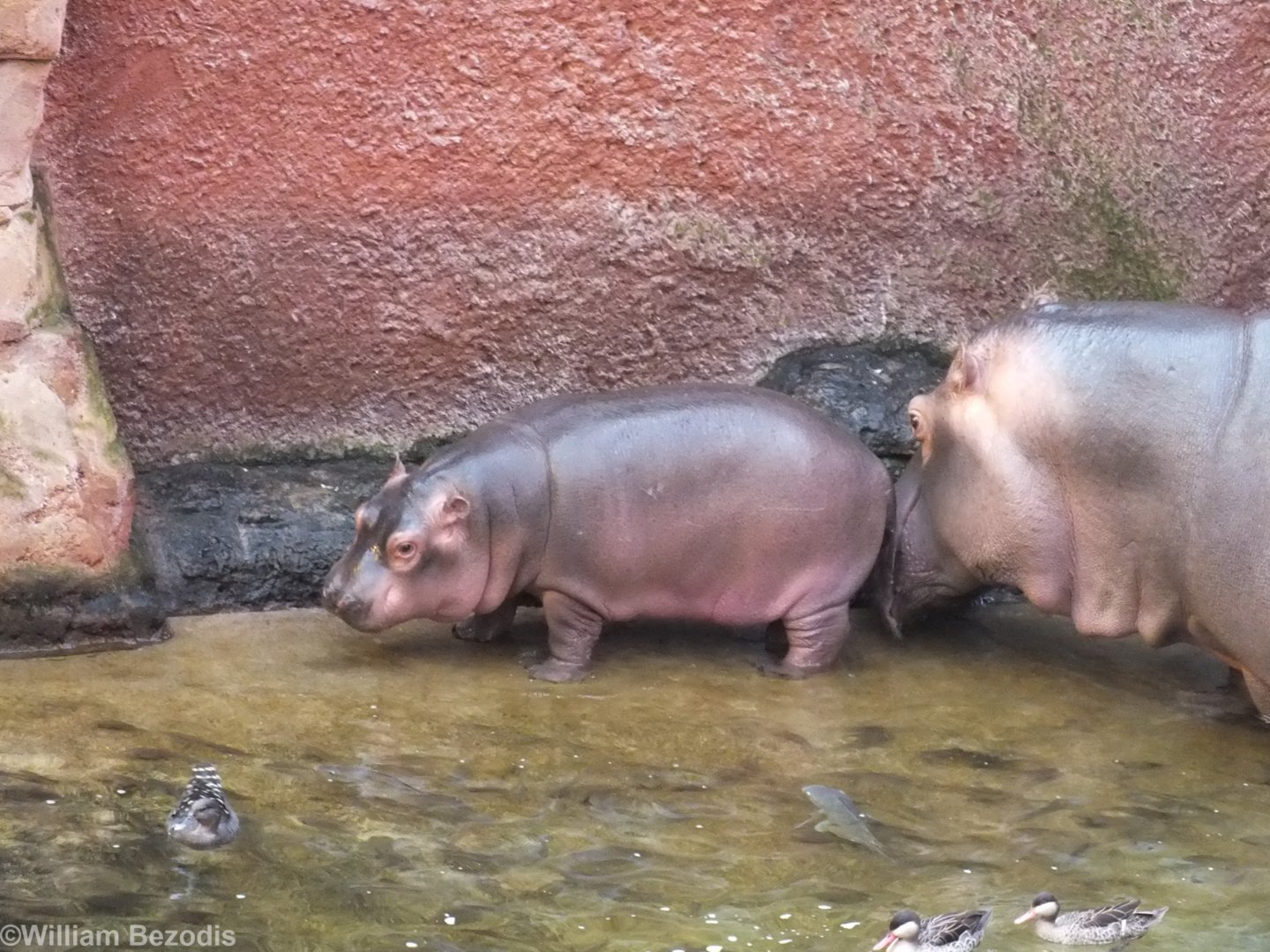 Mother and Baby Common Hippo - Afrykarium