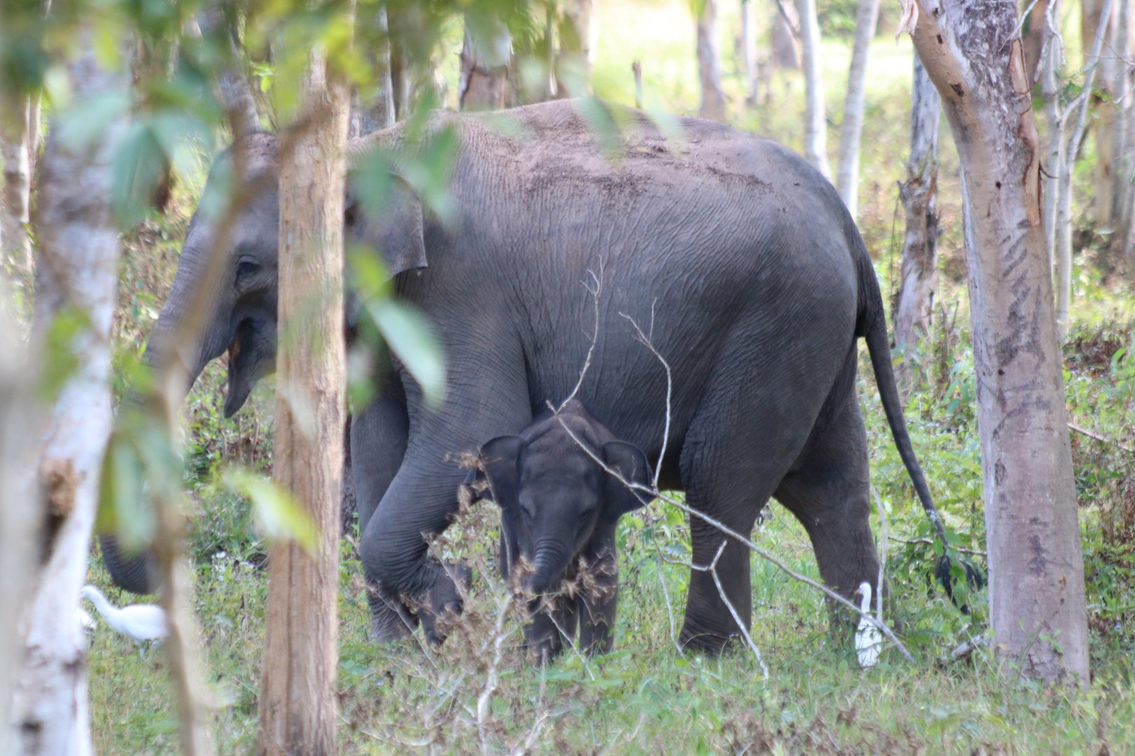 Mother and Baby Elephant - Kui Buri National Park