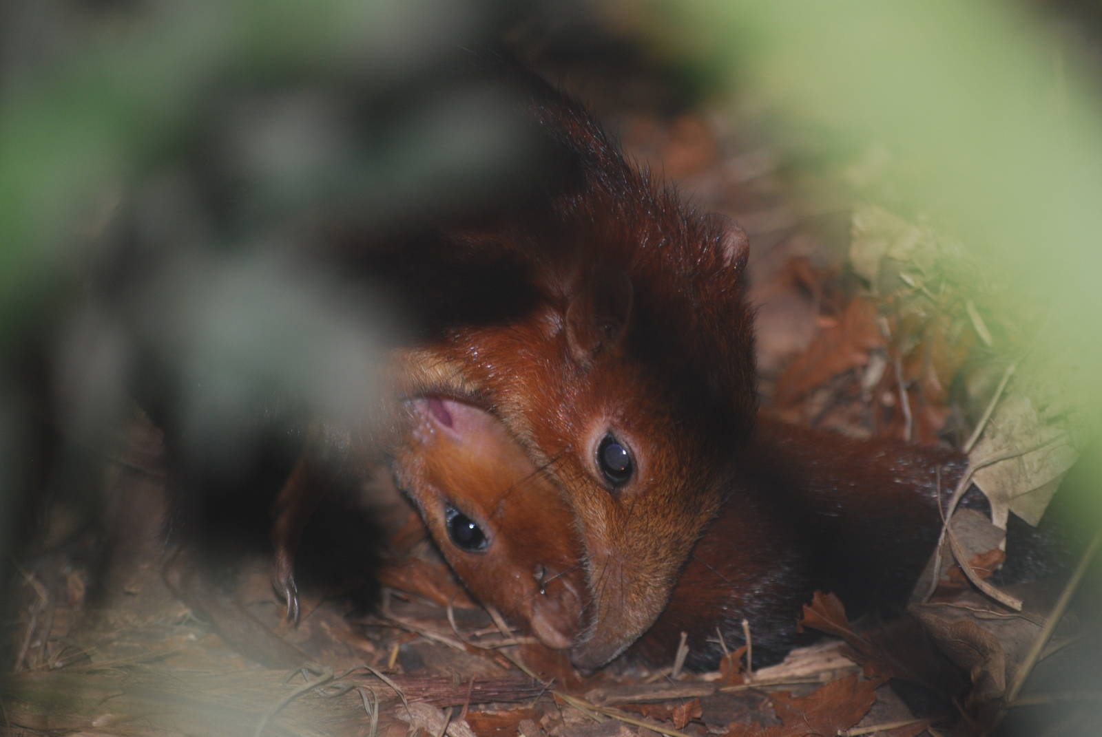 Mother and baby elephant-shrew