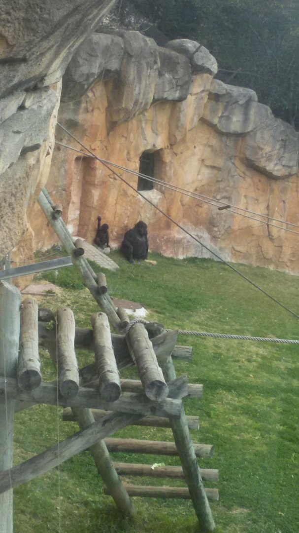 Mother and baby gorilla