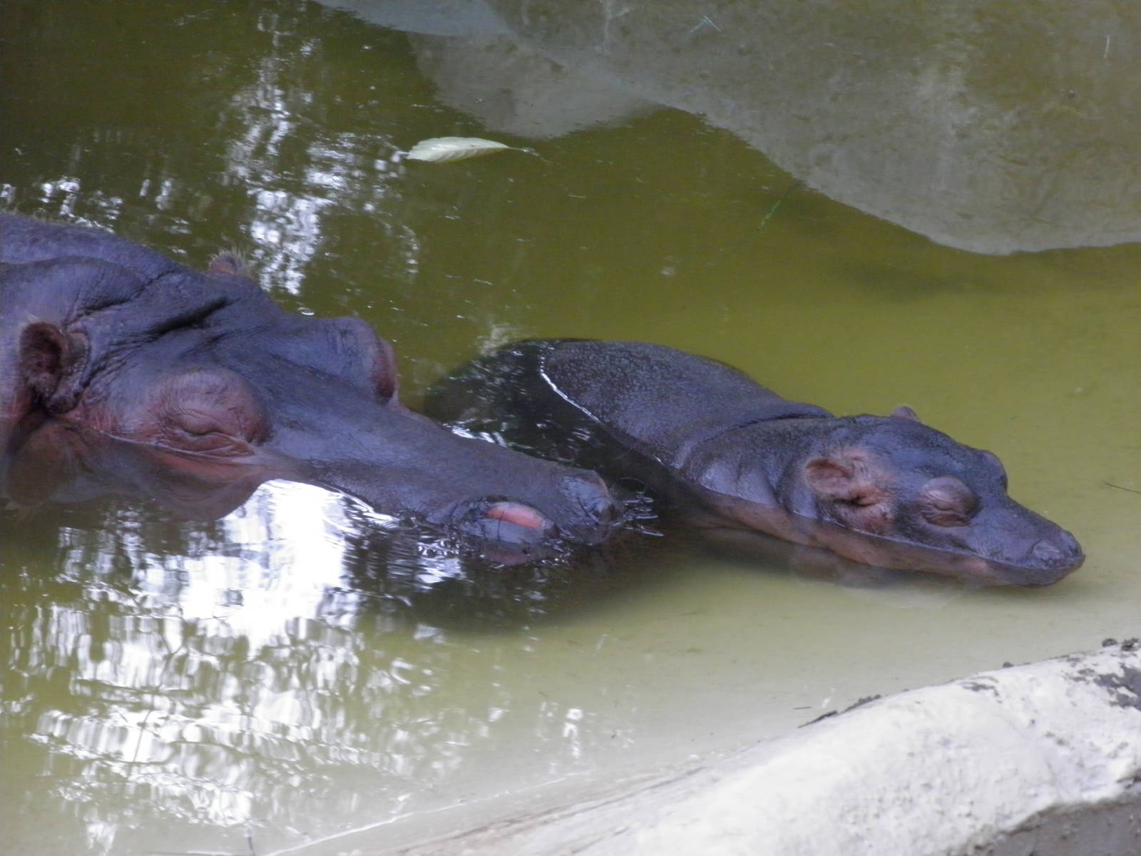 Mother and Baby Hippo