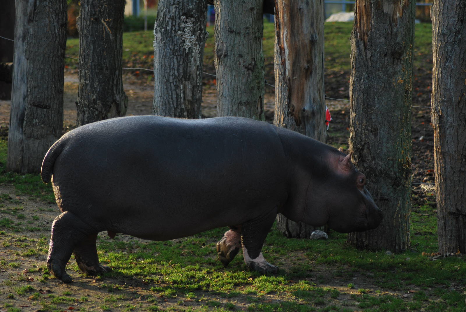Mother and baby hippo...