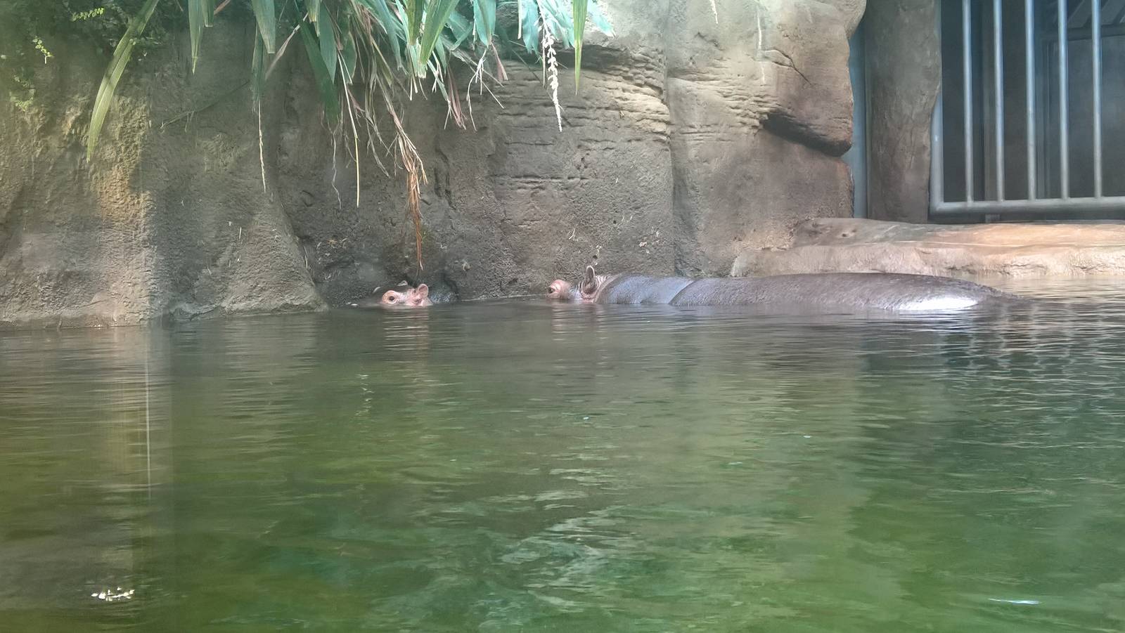 Mother and Baby Hippopotamus