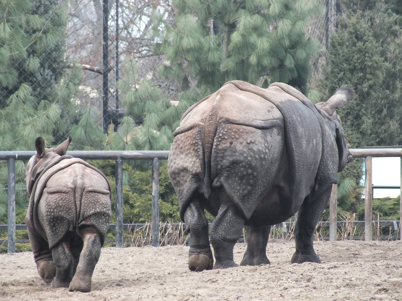 Mother and baby Indian Rhino