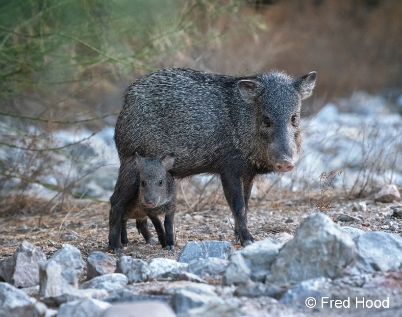 mother and baby javelina