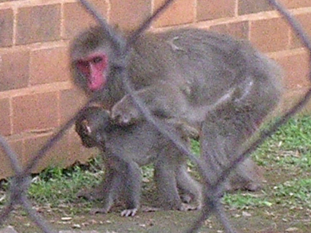 Mother and baby macaque