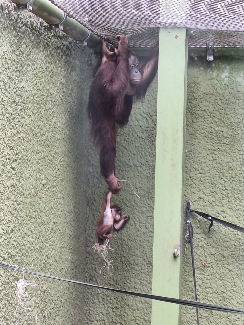 Mother and Baby Orangutans
