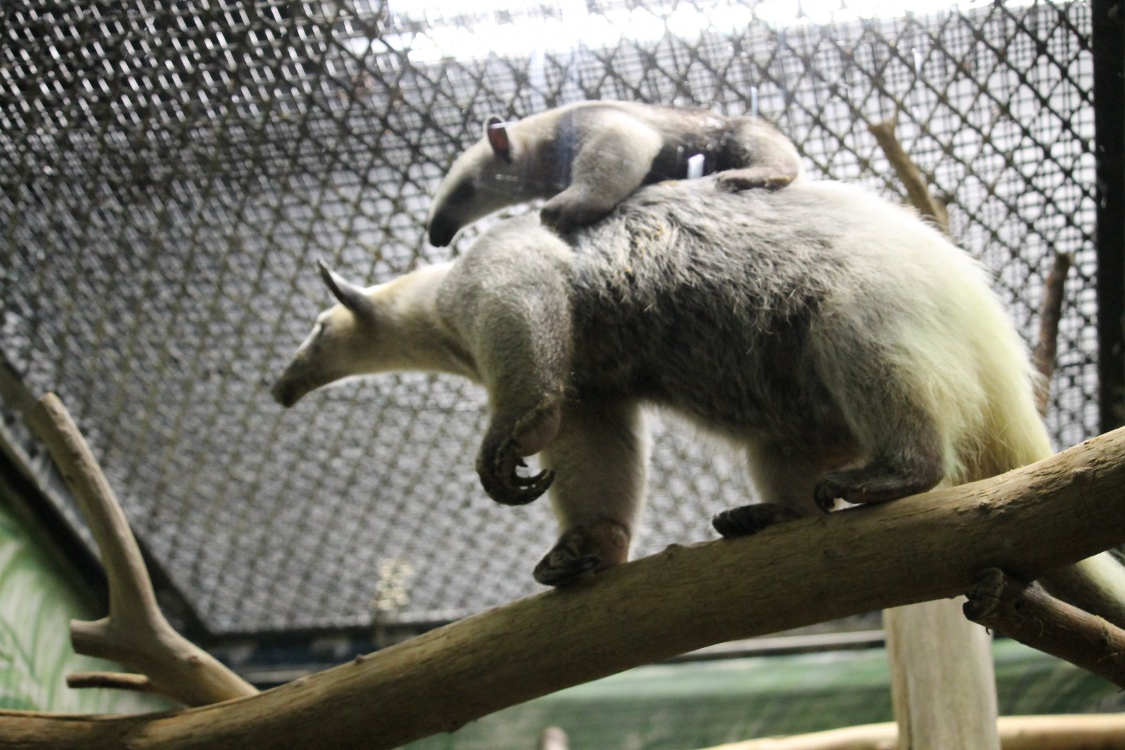 Mother and Baby Southern Tamandua (Tamandua tetradactyla)