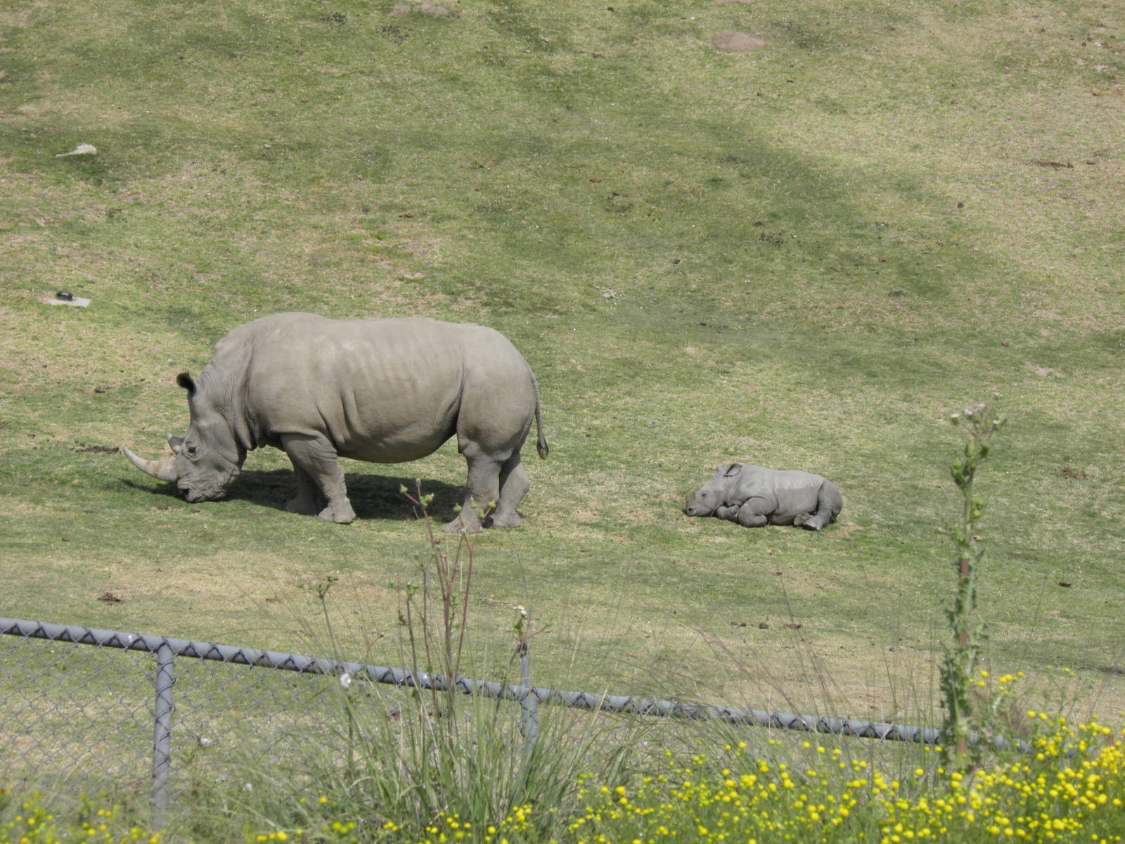 Mother and baby Southern White Rhino 4-5-13