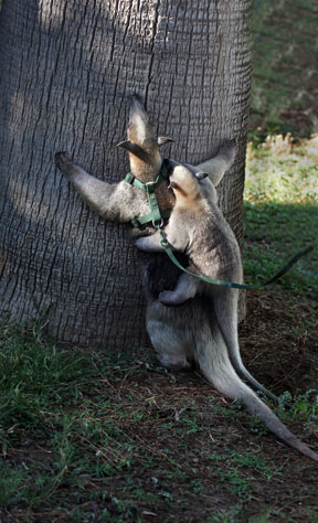 mother and baby tamandua