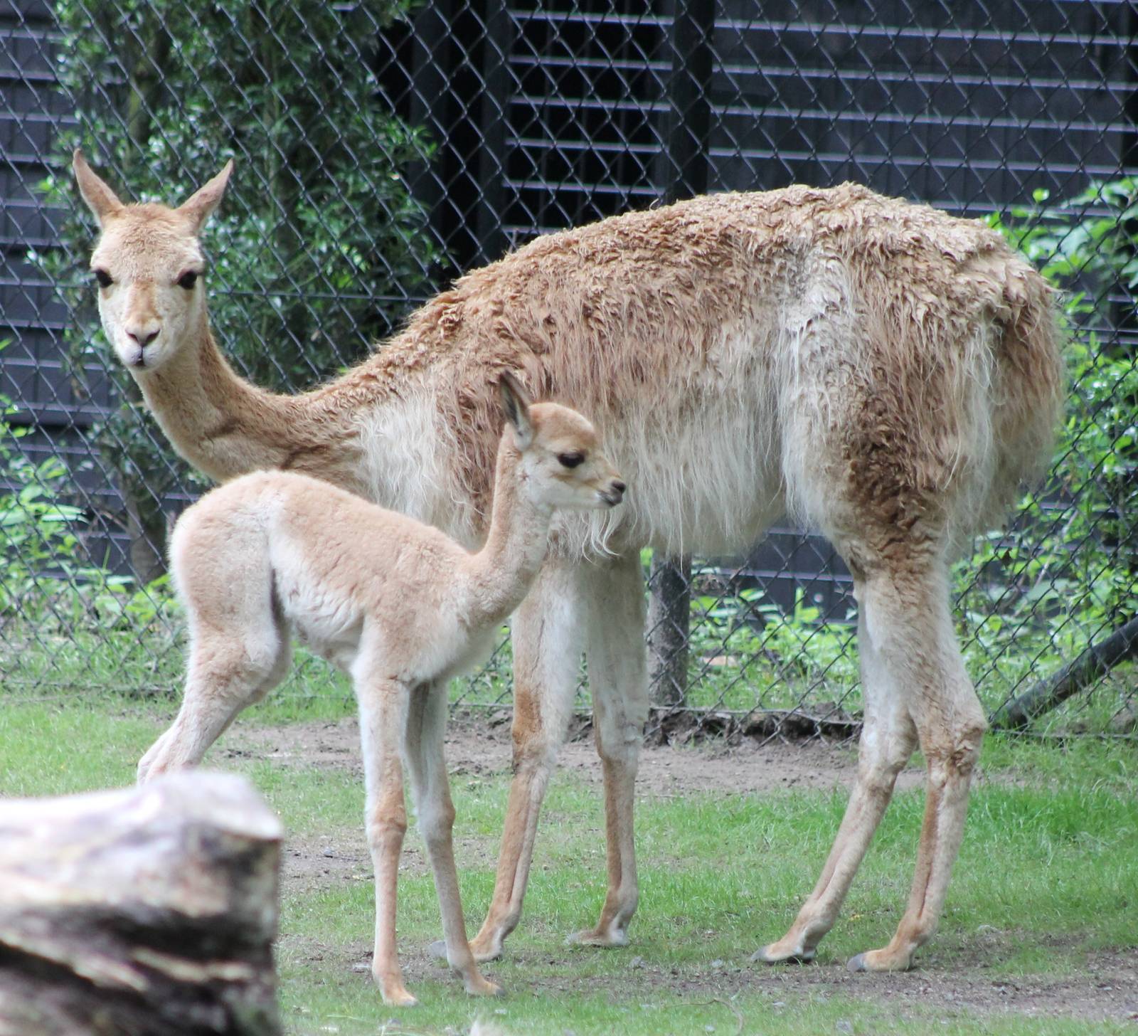Mother and baby Vicunja