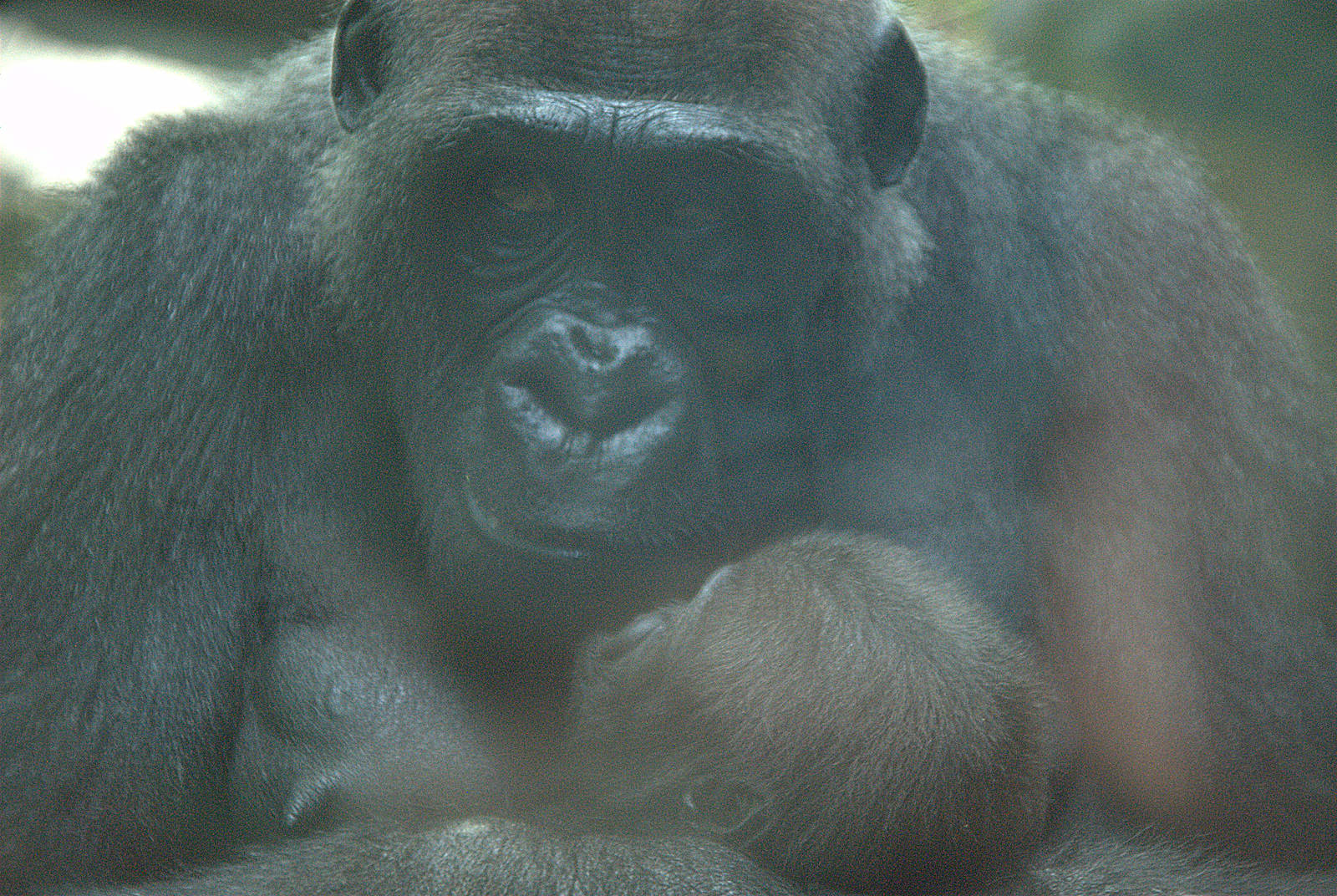 Mother and baby Western Lowland Gorilla