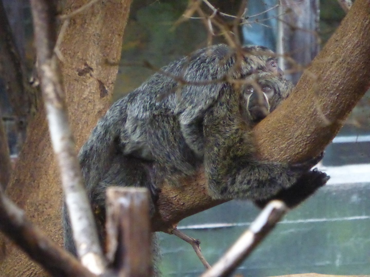 Mother and Baby White-Faced Saki Monkey