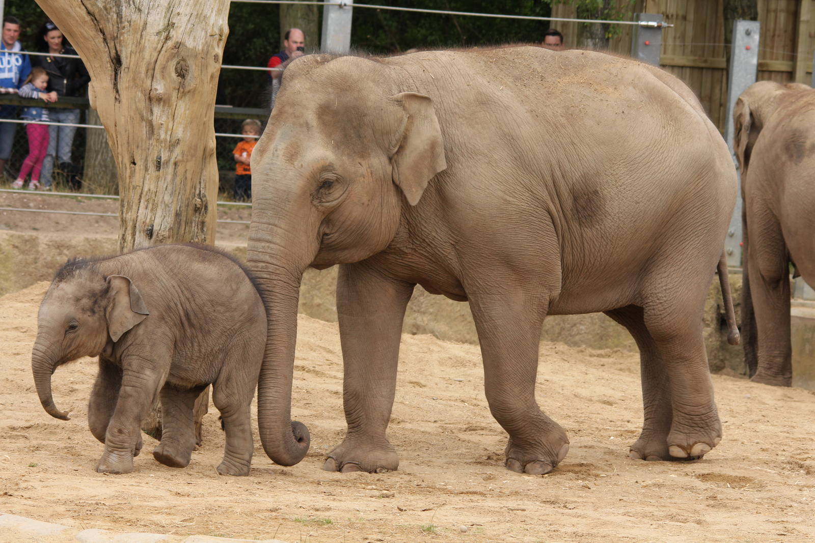 Mother and calf Indian Elephant 16-8-14