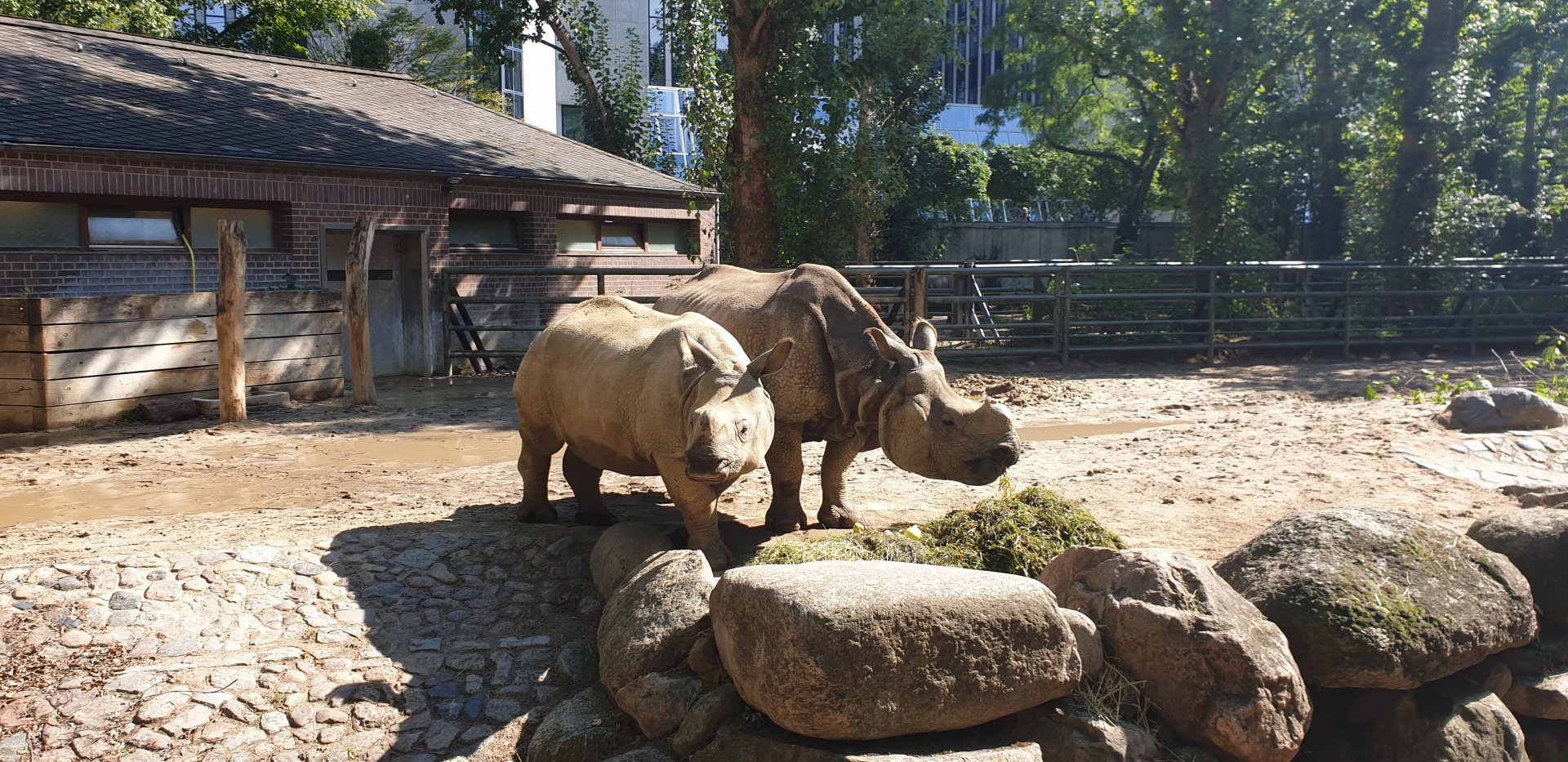 Mother and calf Indian Rhino