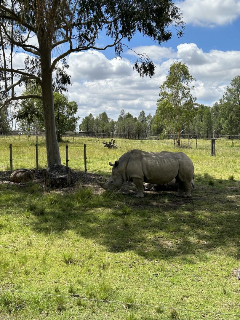 Mother and calf (resting)