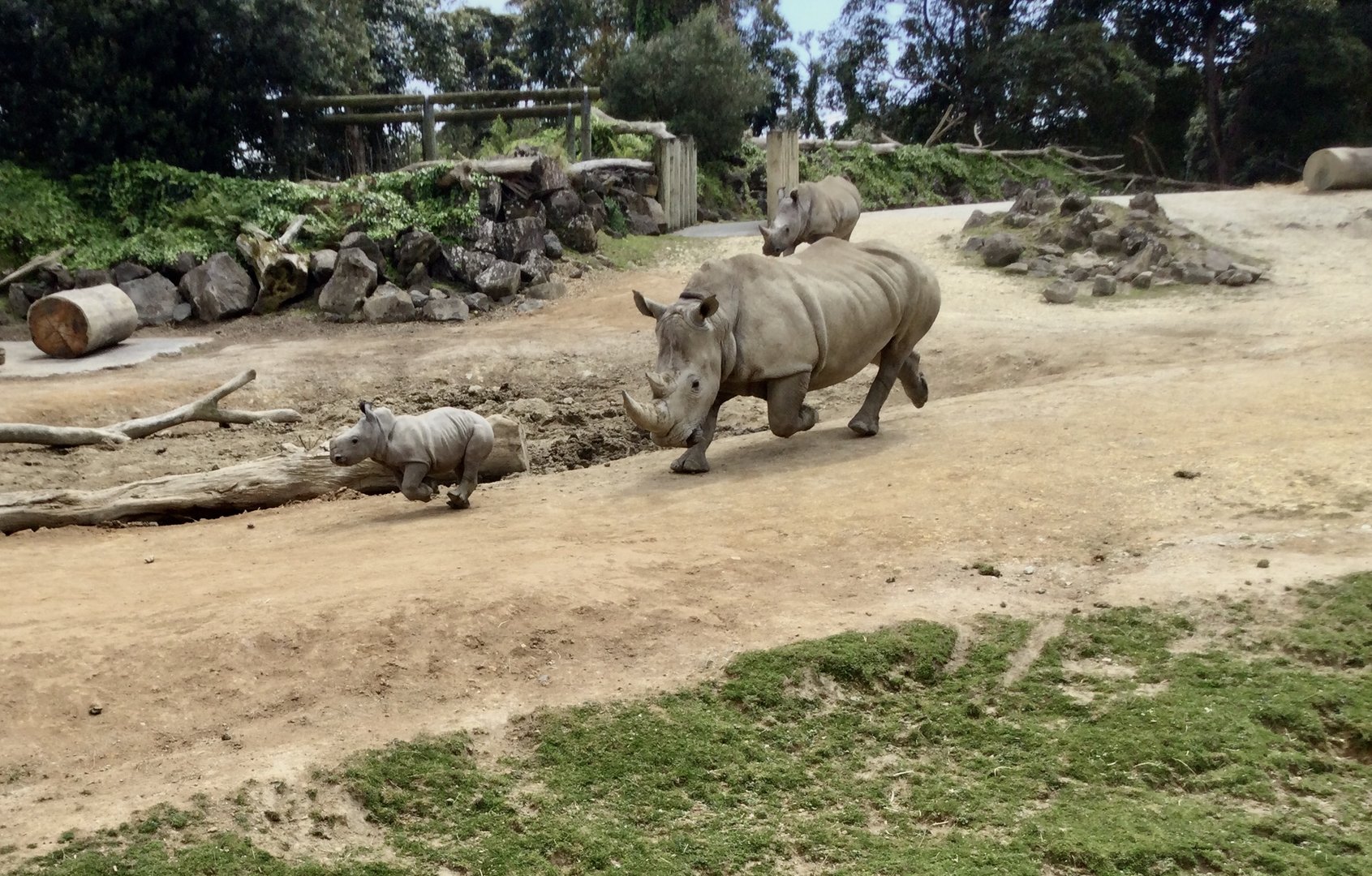 Mother and Calf Running (Southern White Rhinoceros)