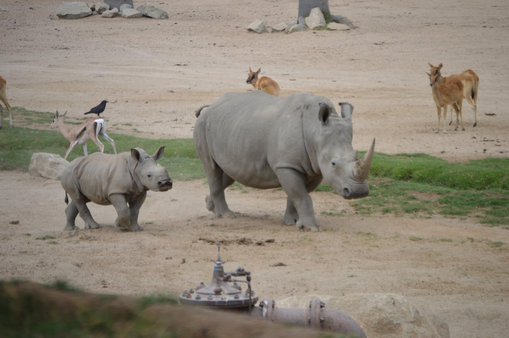 Mother and child Ceratotherium simum simum
