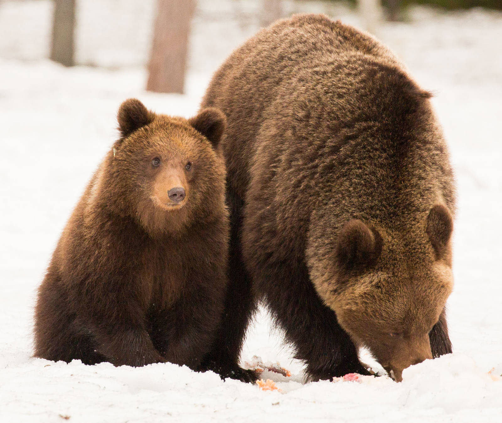 Mother and Cub in the Snow