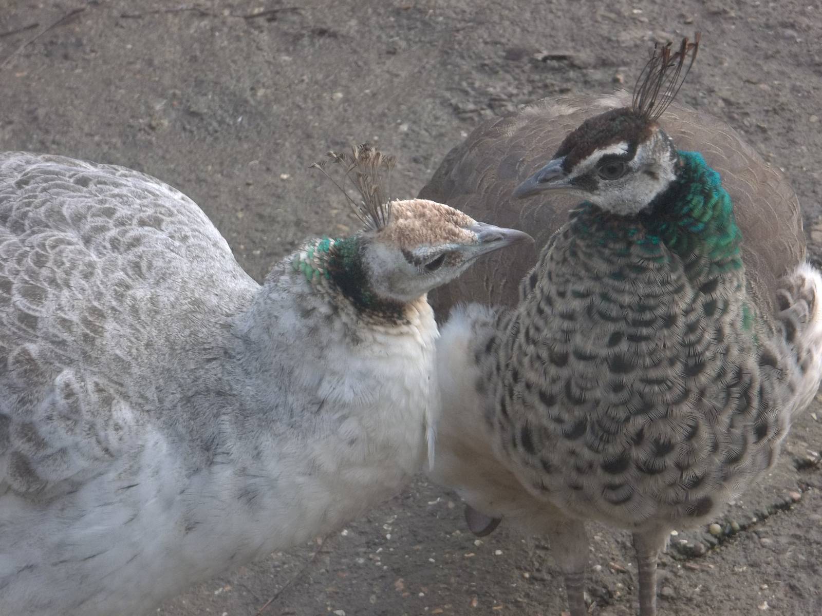 Mother and daughter, 14th February 2015