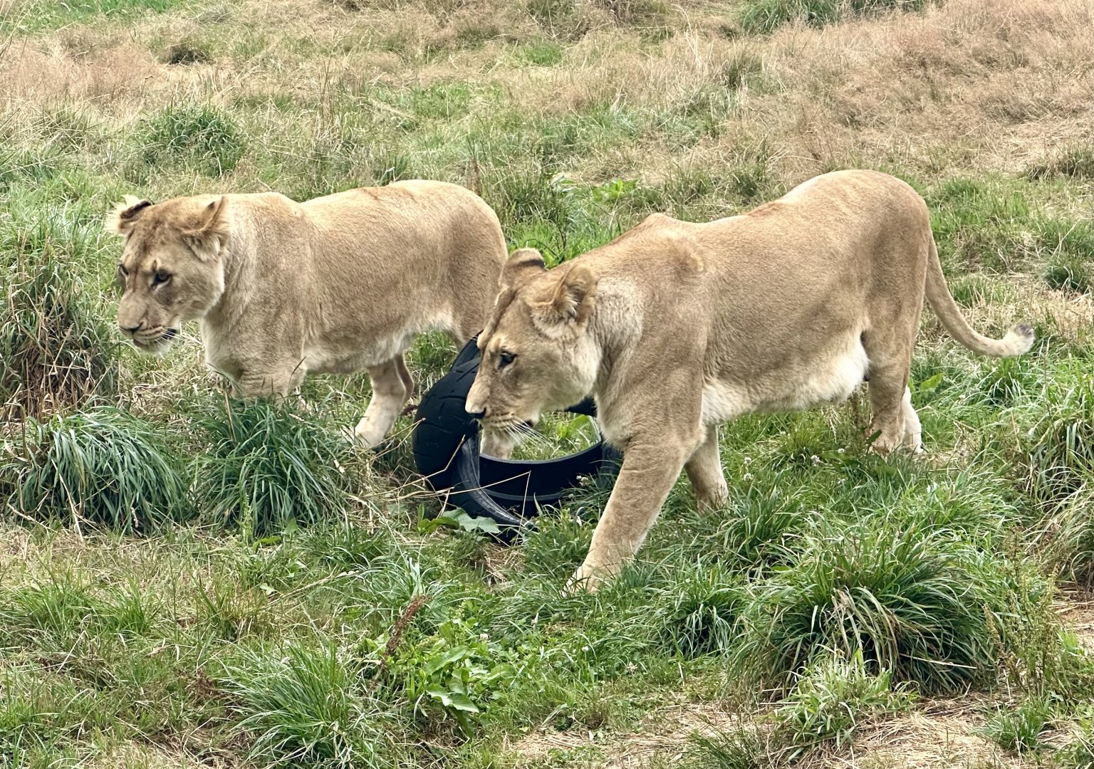 Mother and Daughter (Bella and Freyja)