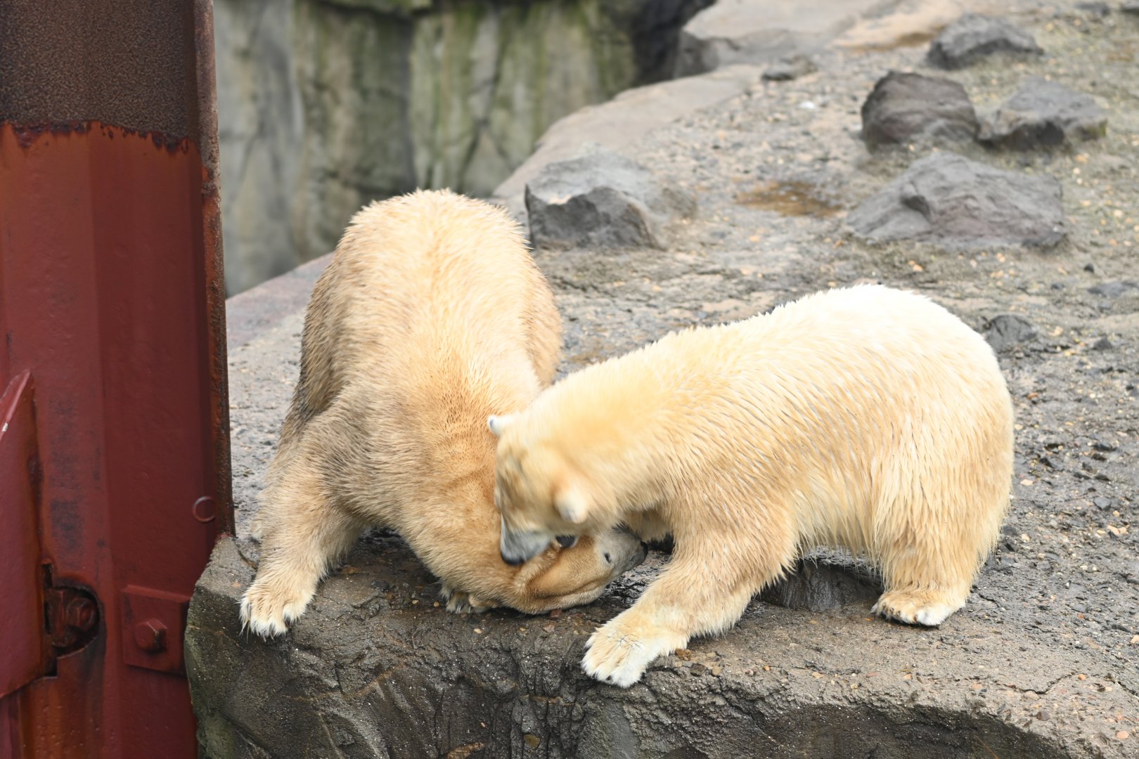 Mother and Daughter Polar bears
