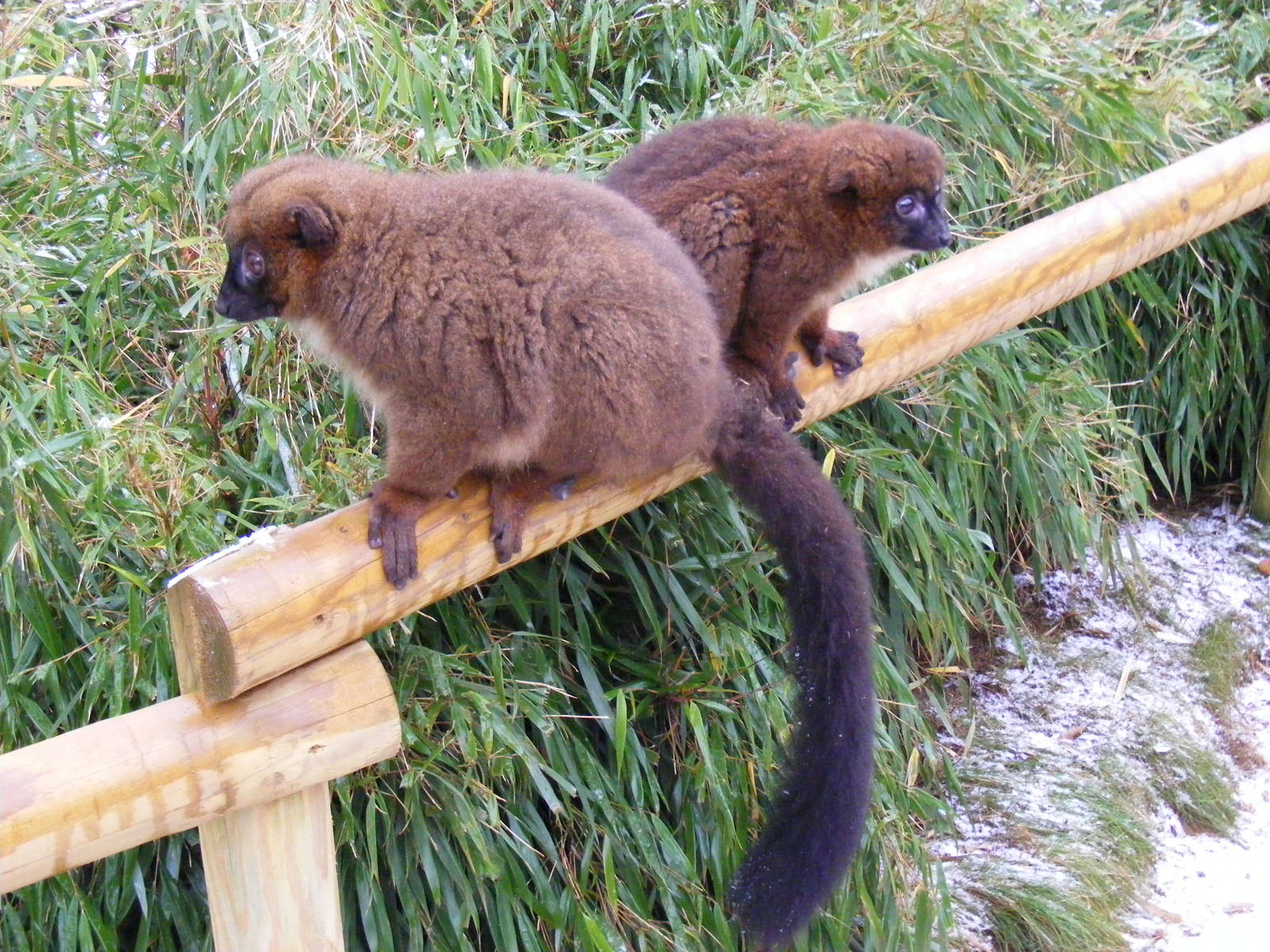 Mother and daughter red bellied lemurs at Cotswold Wildlife Park, 27 Novemb