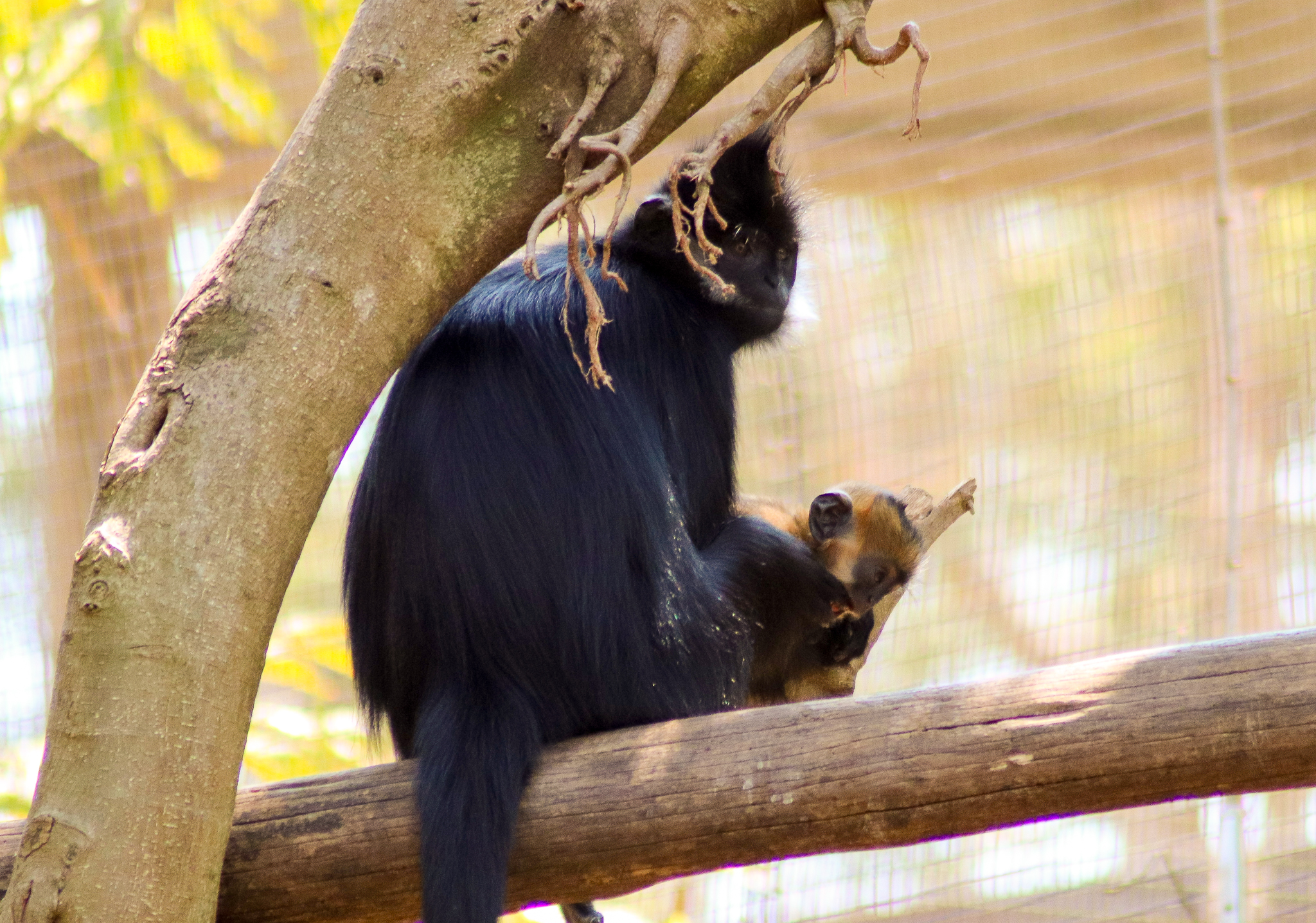 Mother and Infant - François' Langur (Trachypithecus francoisi) - December 2019