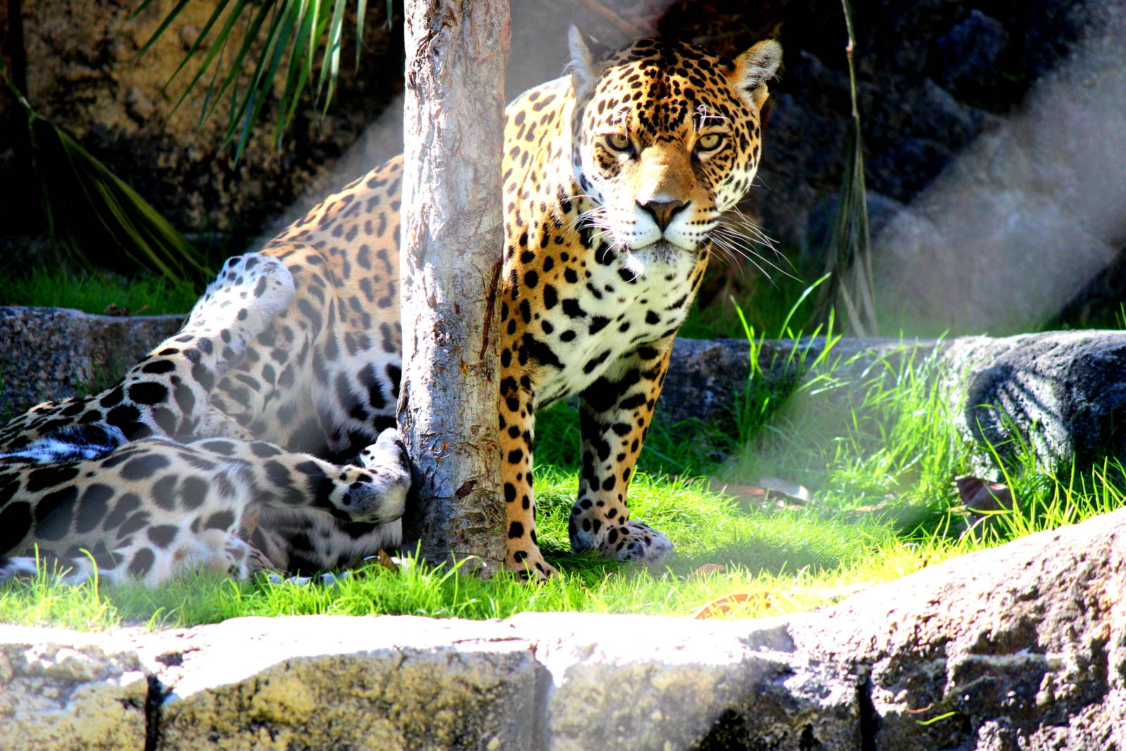Mother and Son Jaguars