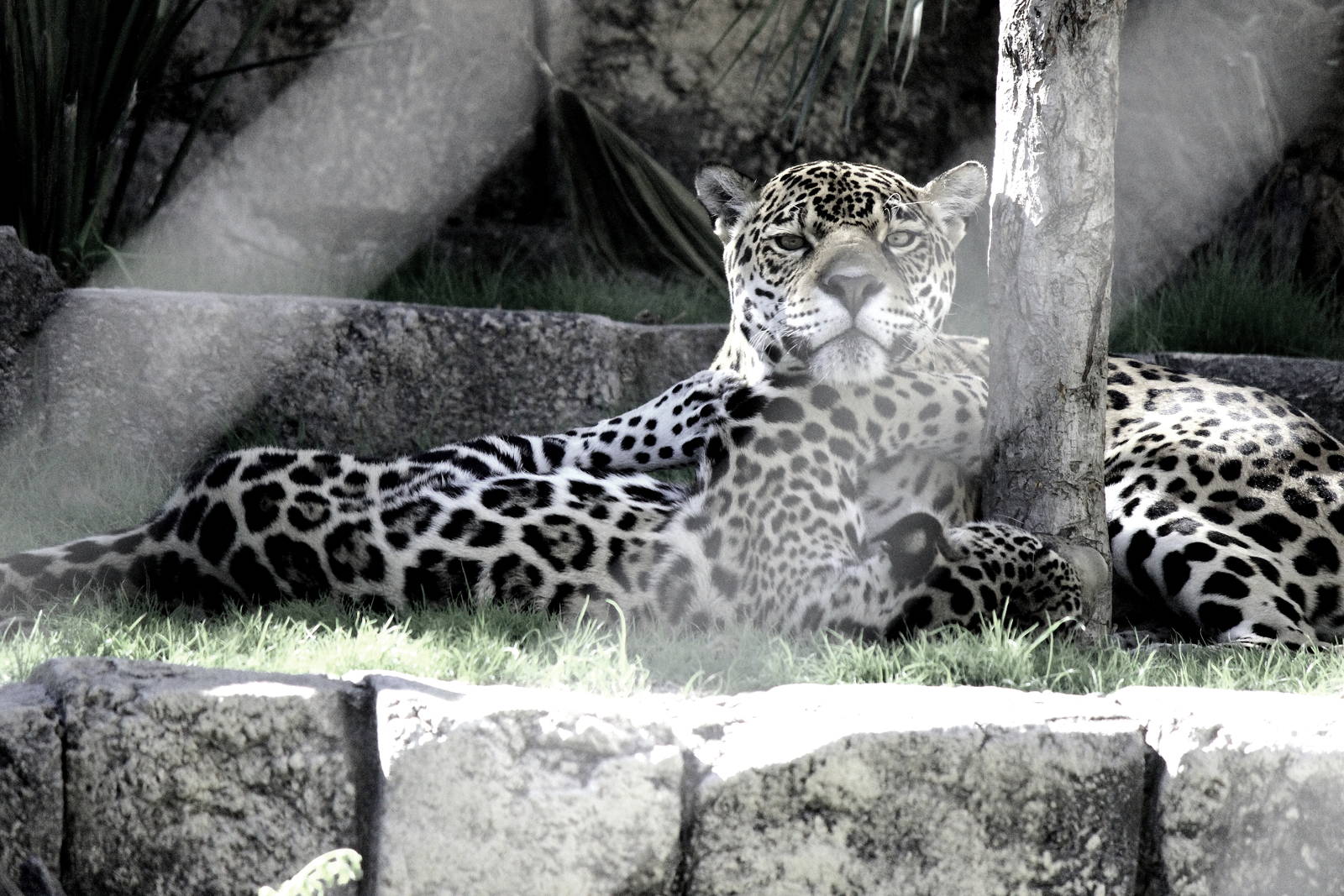Mother and Son Jaguars