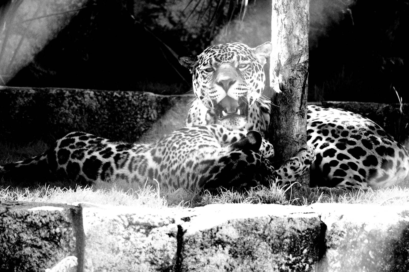 Mother and Son Jaguars