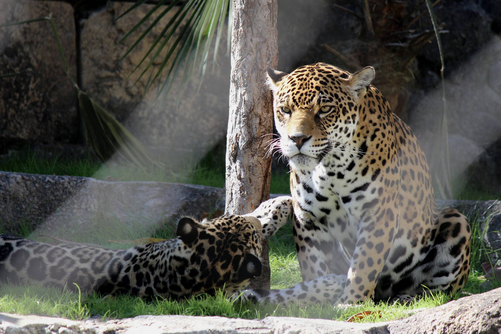 Mother and Son Jaguars