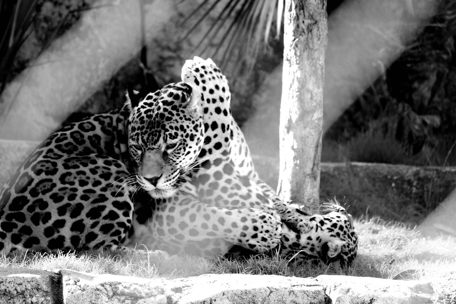 Mother and Son Jaguars