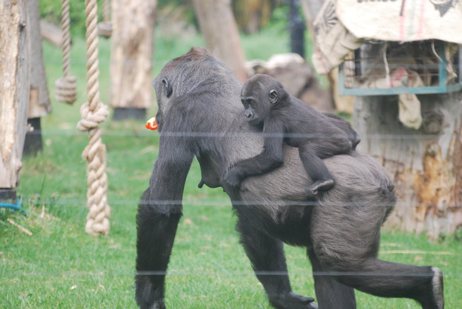 Mother and young gorilla at ZSL London Zoo