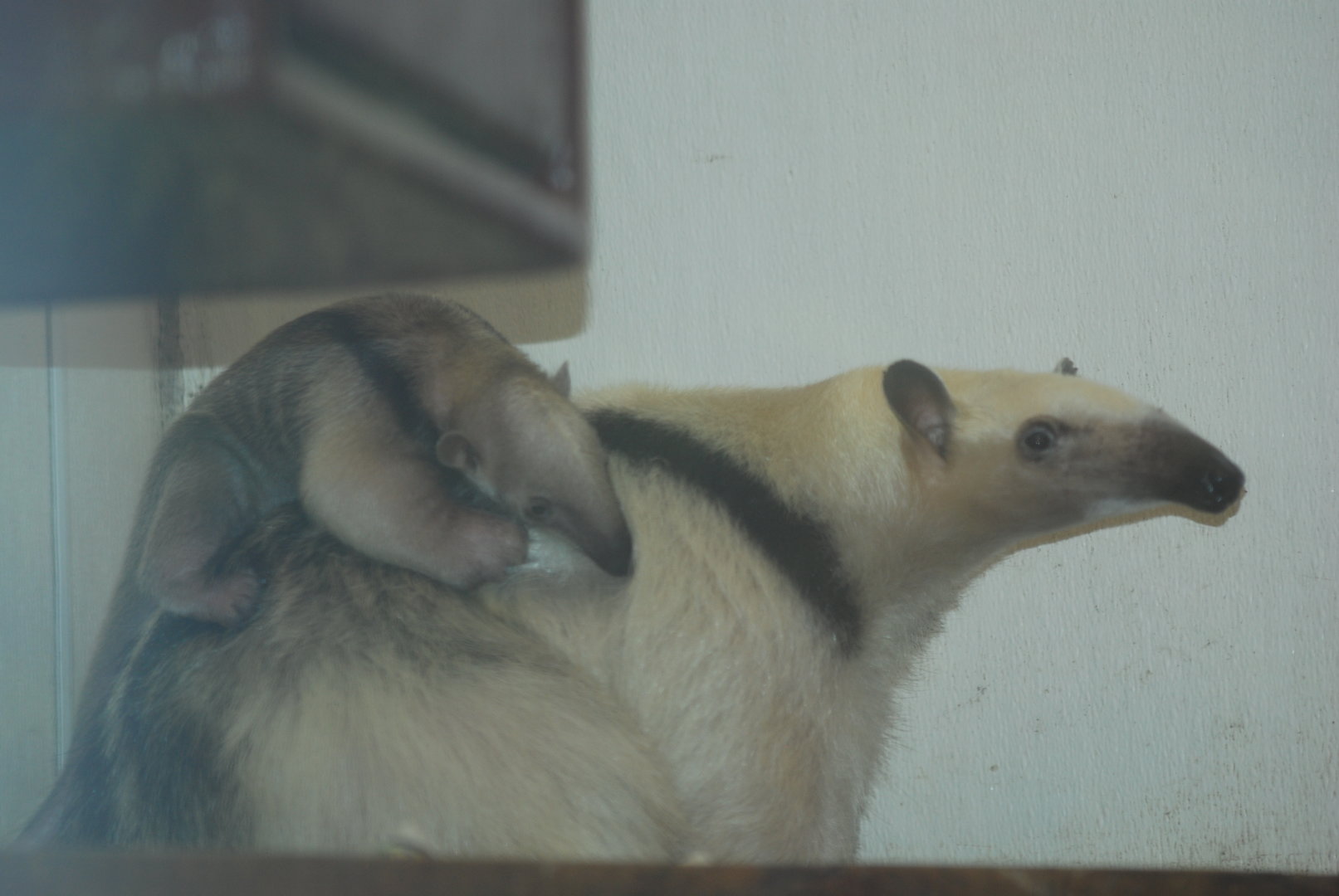 Mother and young tamandua