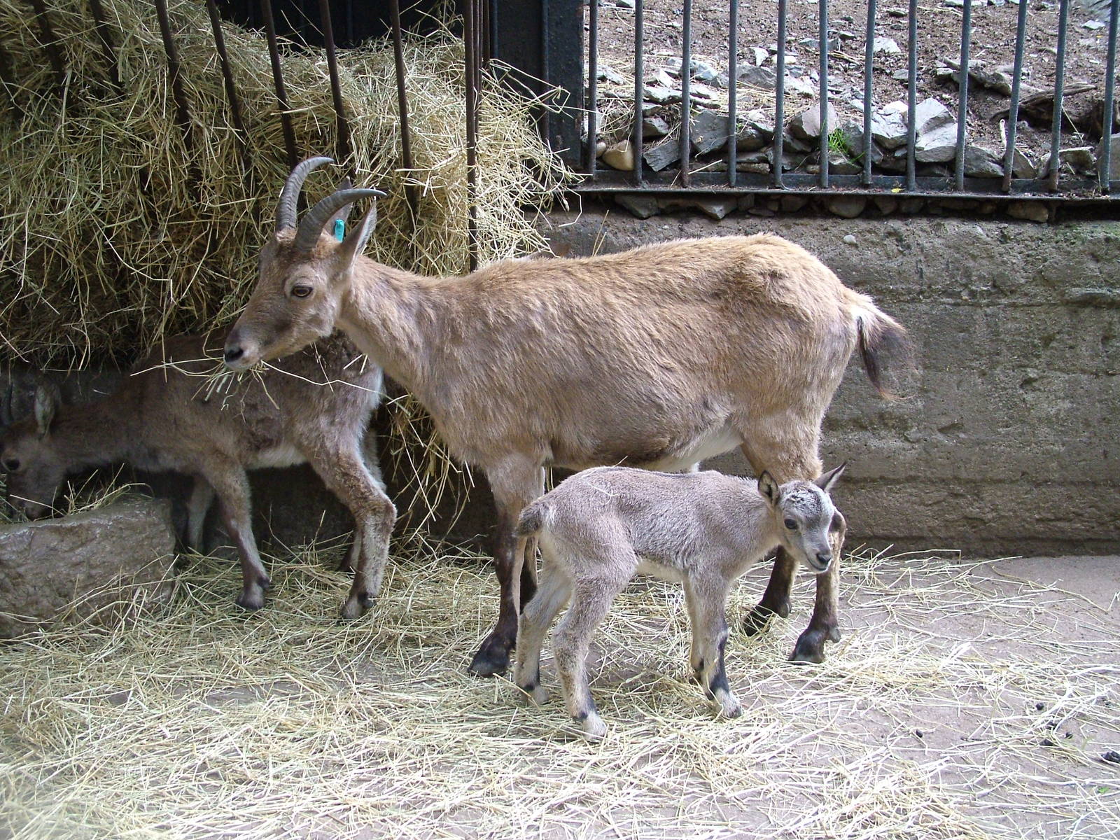 Mother and young West Caucasian Tur at Prague, 24/05/10