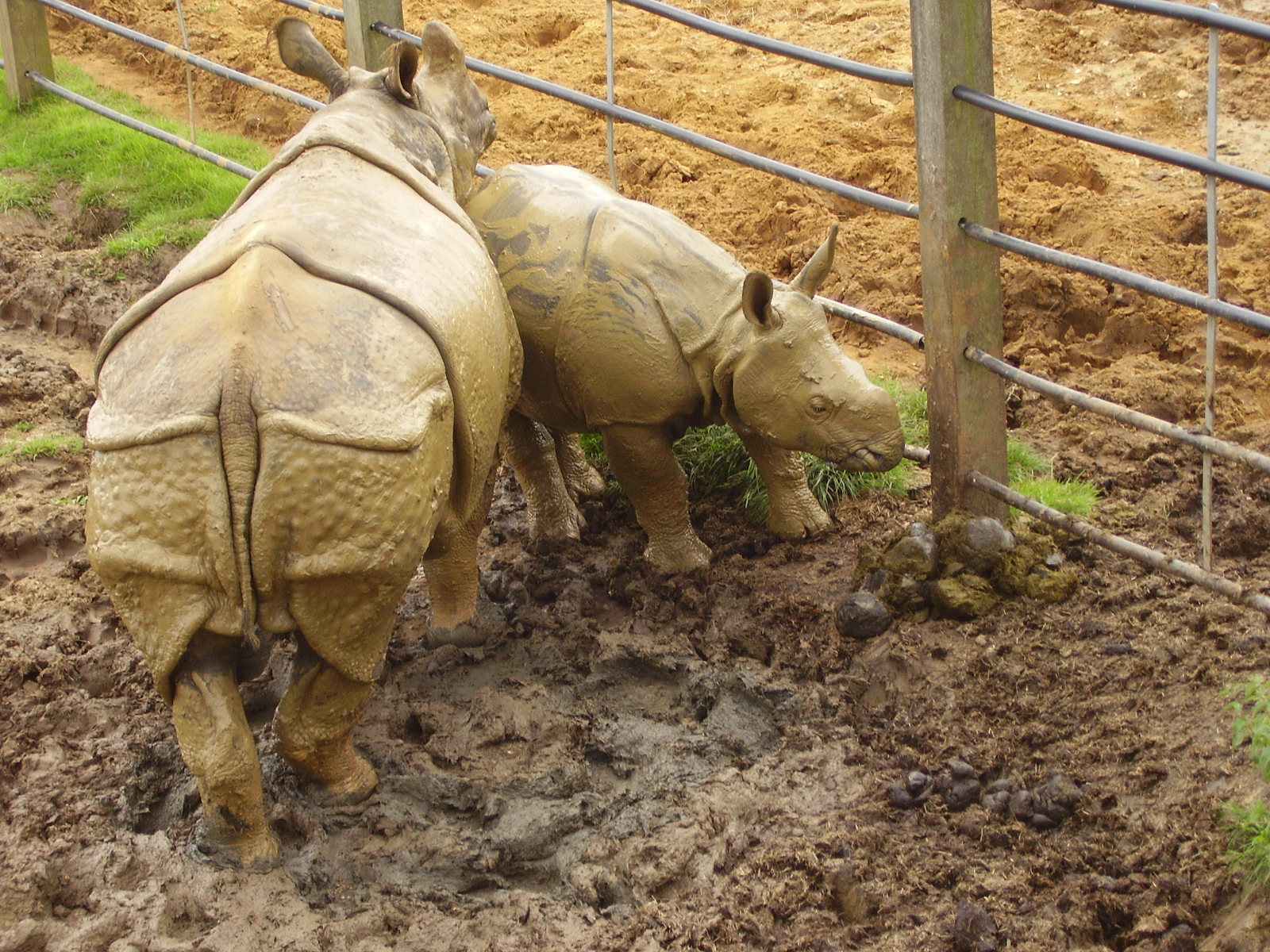 Mother & Baby Asian Rhino