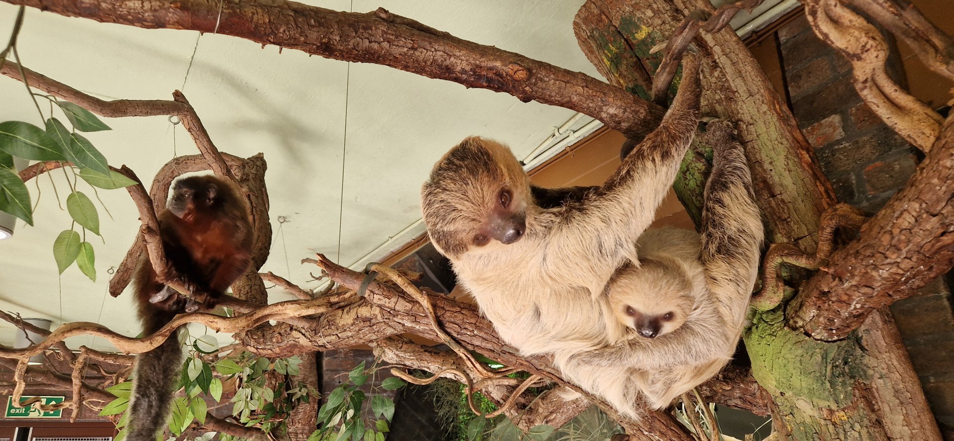 Mother & baby Linnaeus' Sloth