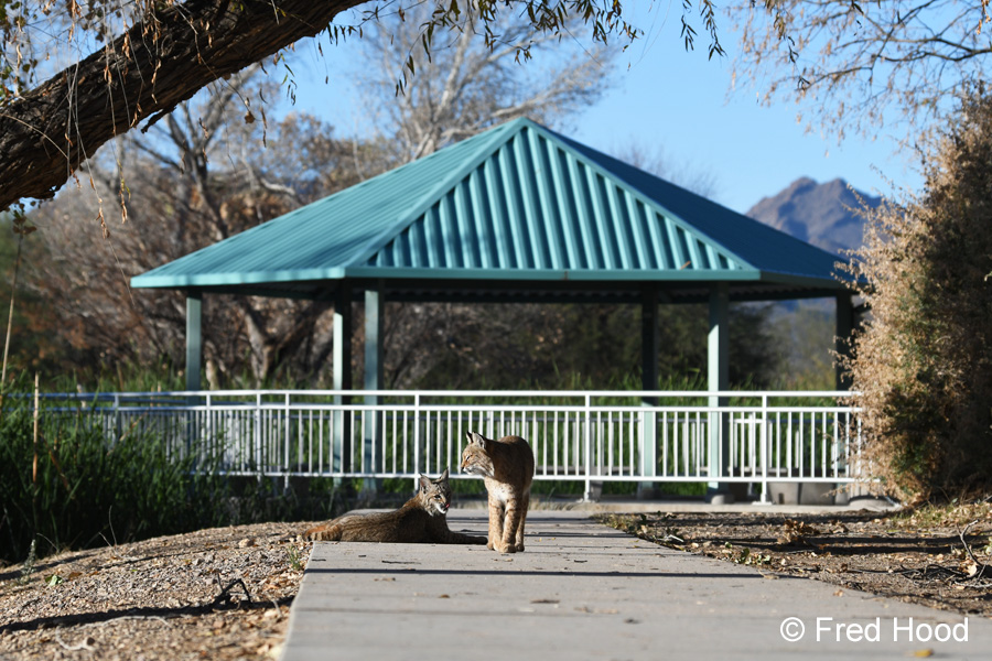 mother bobcat and male kitten