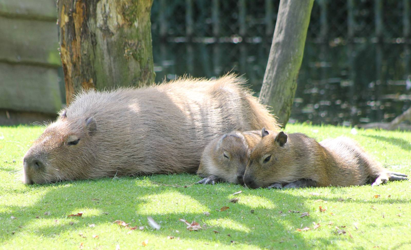 Mother Capybara with young