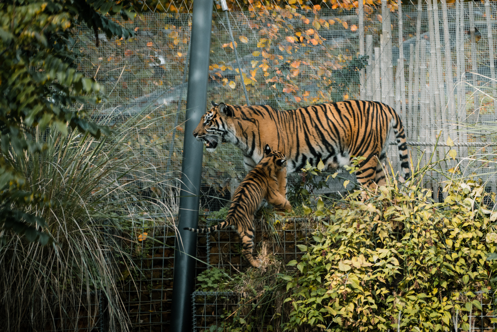 Mother climbing with cubs