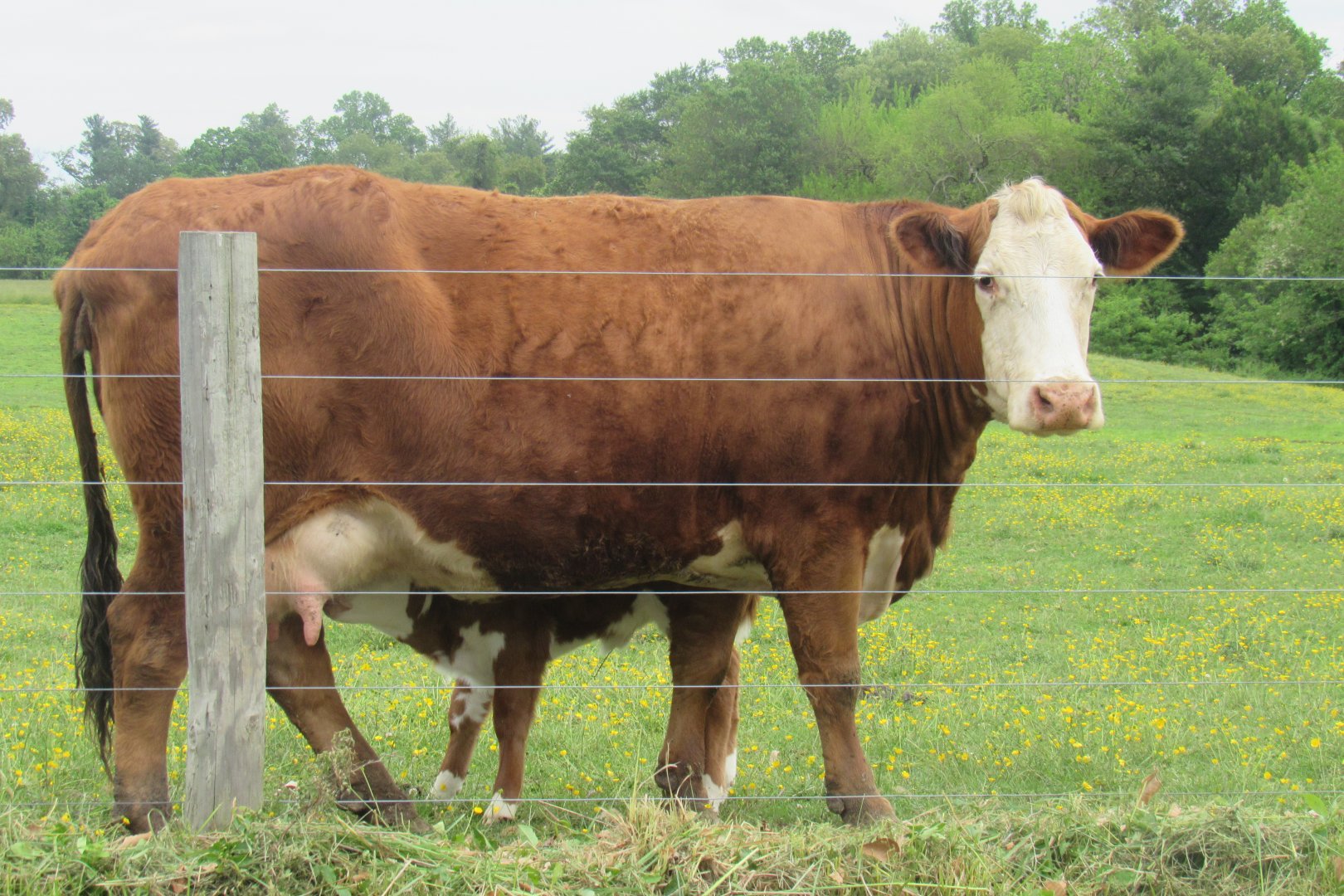 mother cow with her suckling calf