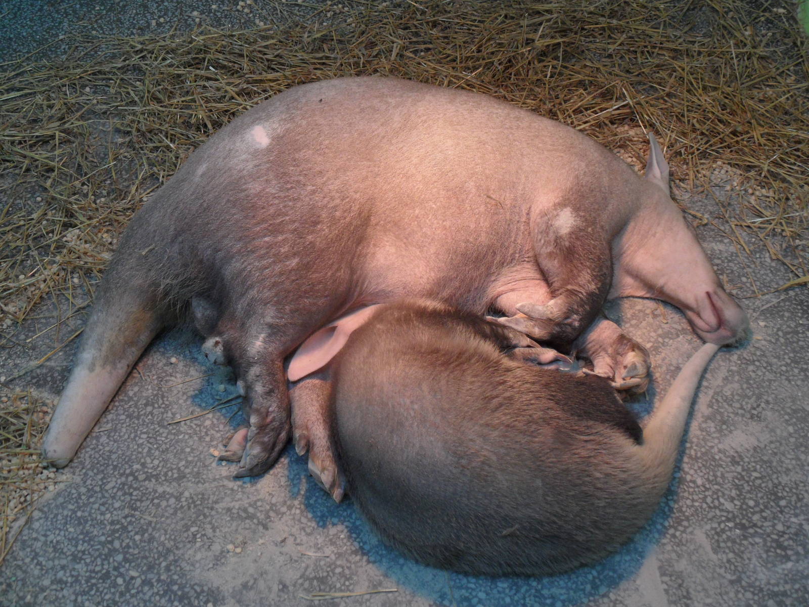 Mother & daughter aardvarks