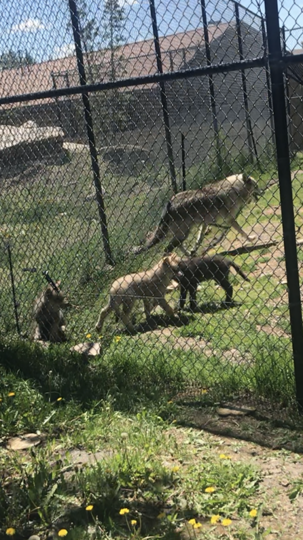 Mother Gray Wolf and her pups