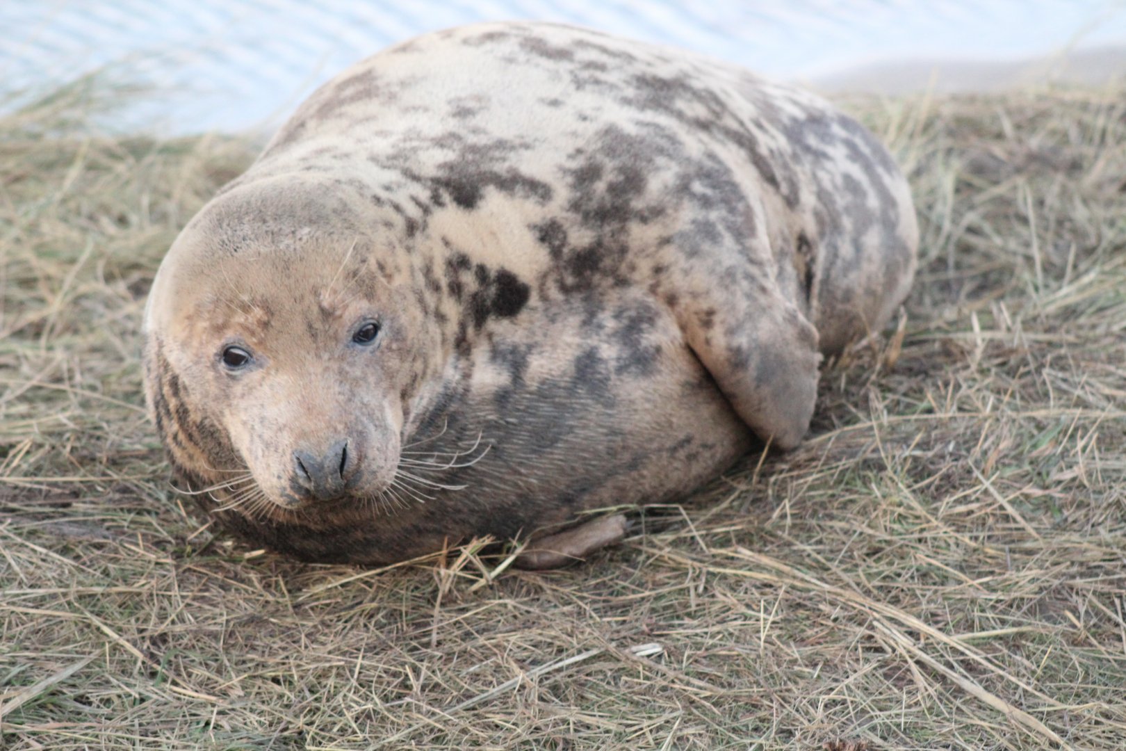 Mother Grey Seal